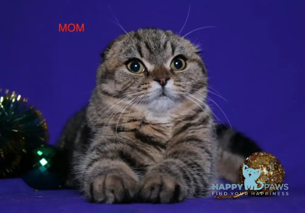 Aleftina Scottish Fold female black silver spotted tabby live animals