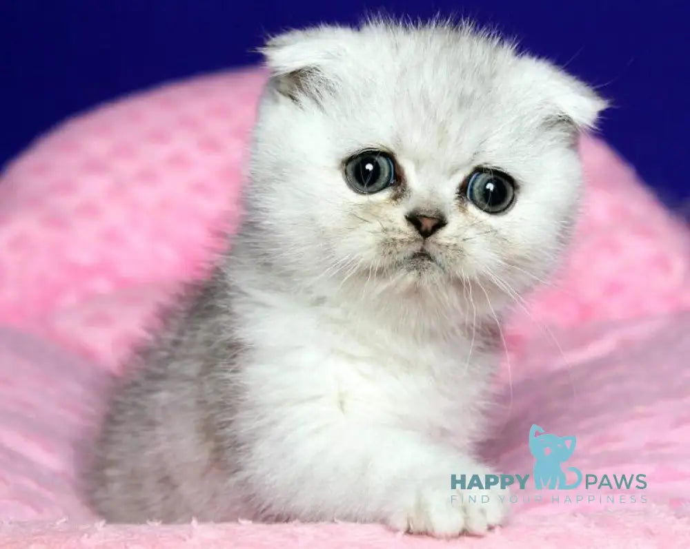 Aleftina Scottish Fold female black silver spotted tabby live animals