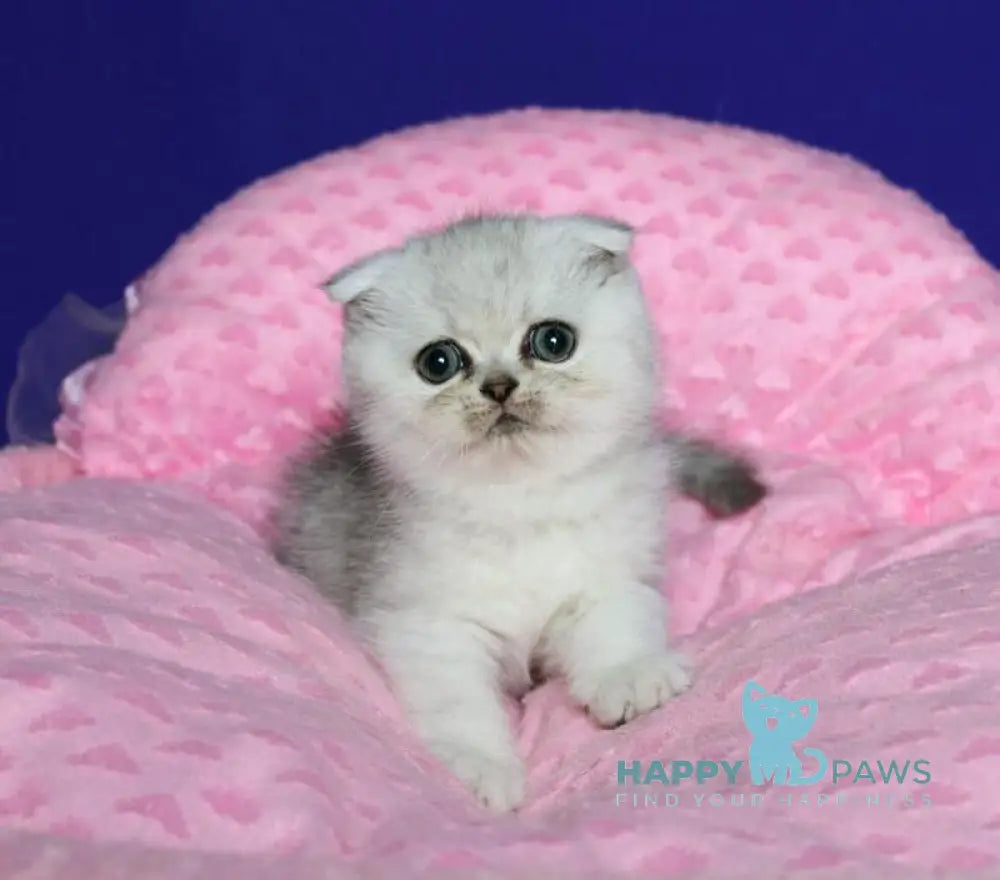 Aleftina Scottish Fold female black silver spotted tabby live animals