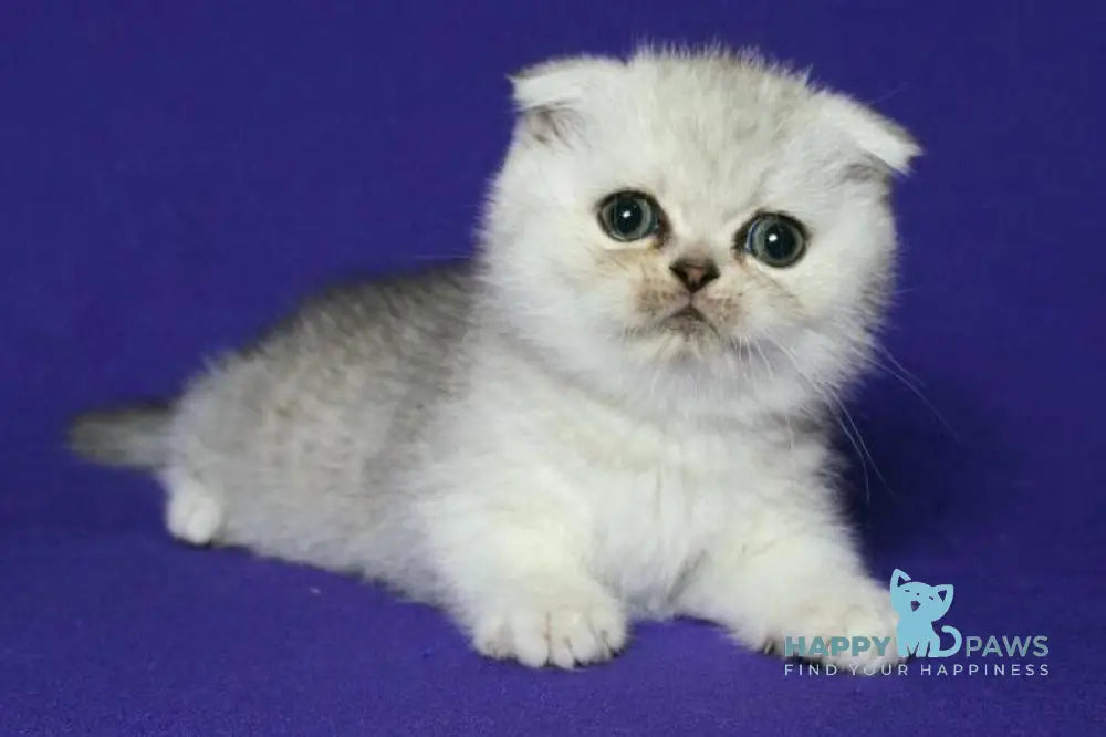 Aleftina Scottish Fold female black silver spotted tabby live animals