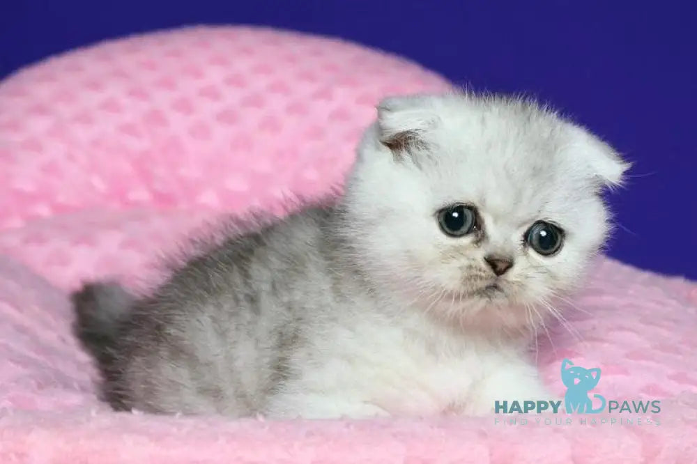 Aleftina Scottish Fold female black silver spotted tabby live animals