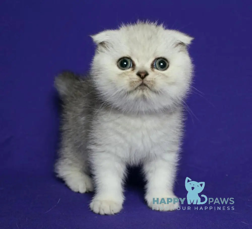 Aleftina Scottish Fold female black silver spotted tabby live animals