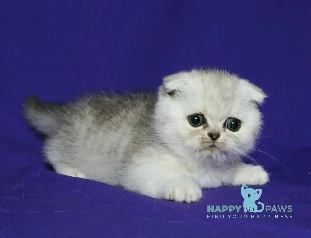 Aleftina Scottish Fold female black silver spotted tabby live animals