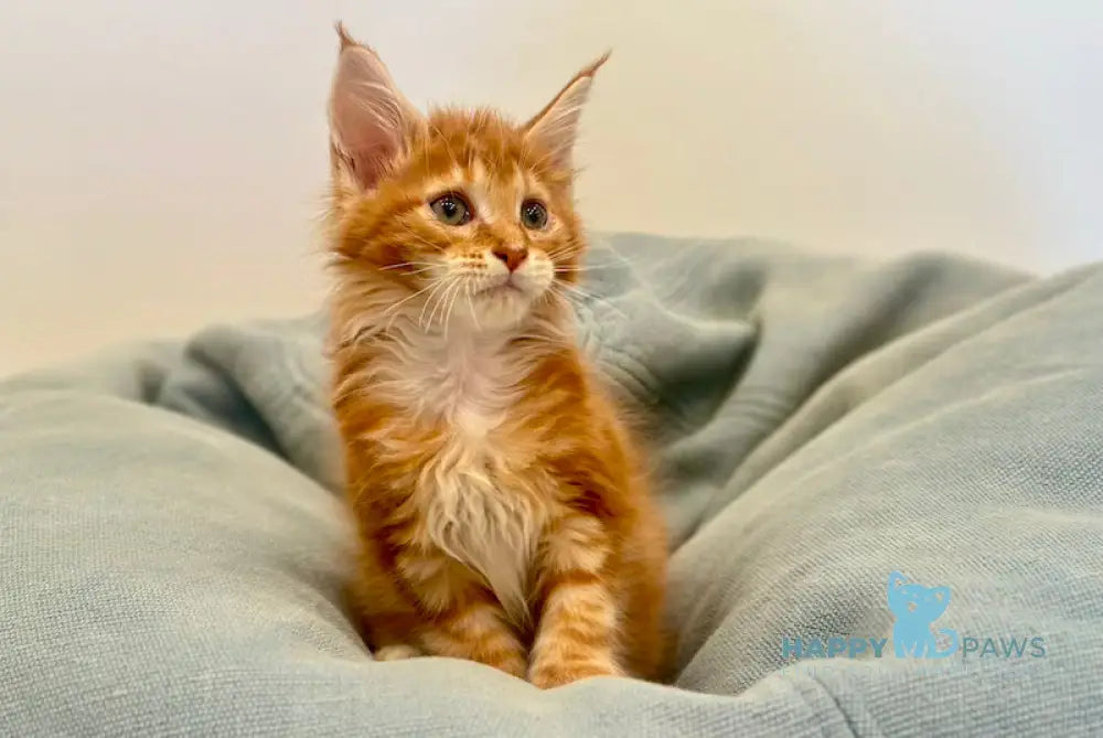 Aleks Maine Coon polydactyl male red with white - live animals