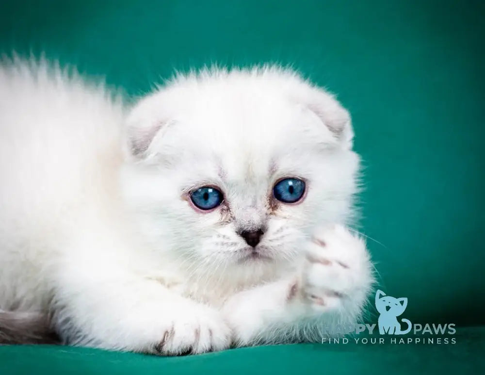Aleks Scottish Fold male lilac pointed live animals