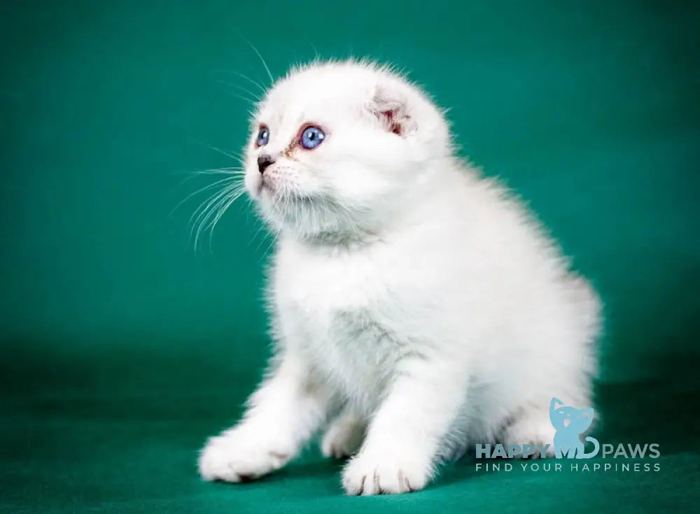 Aleks Scottish Fold male lilac pointed live animals