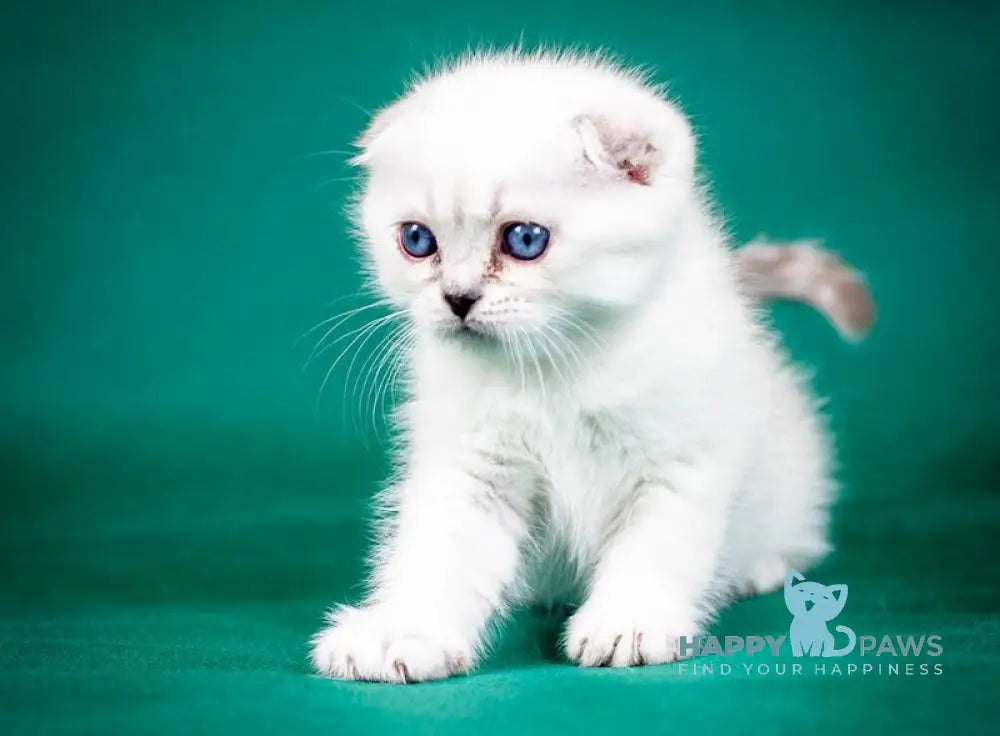 Aleks Scottish Fold male lilac pointed live animals