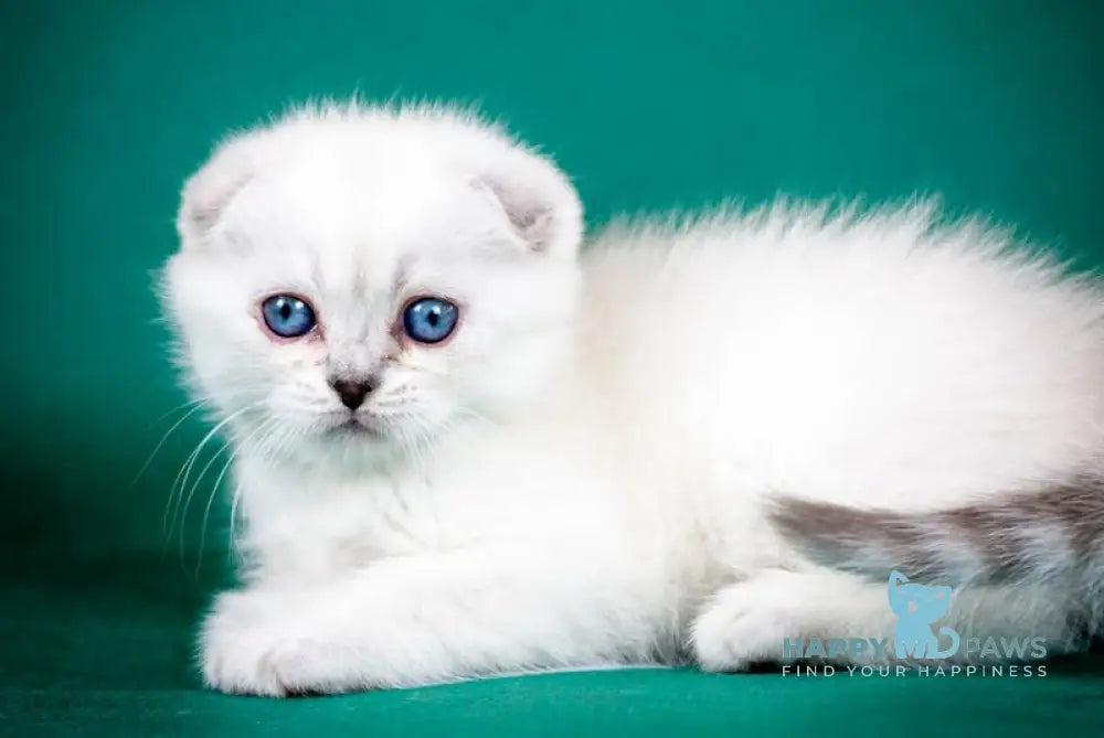 Aleks Scottish Fold male lilac pointed live animals