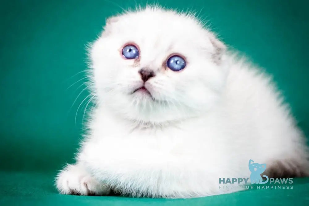 Aleks Scottish Fold male lilac pointed live animals
