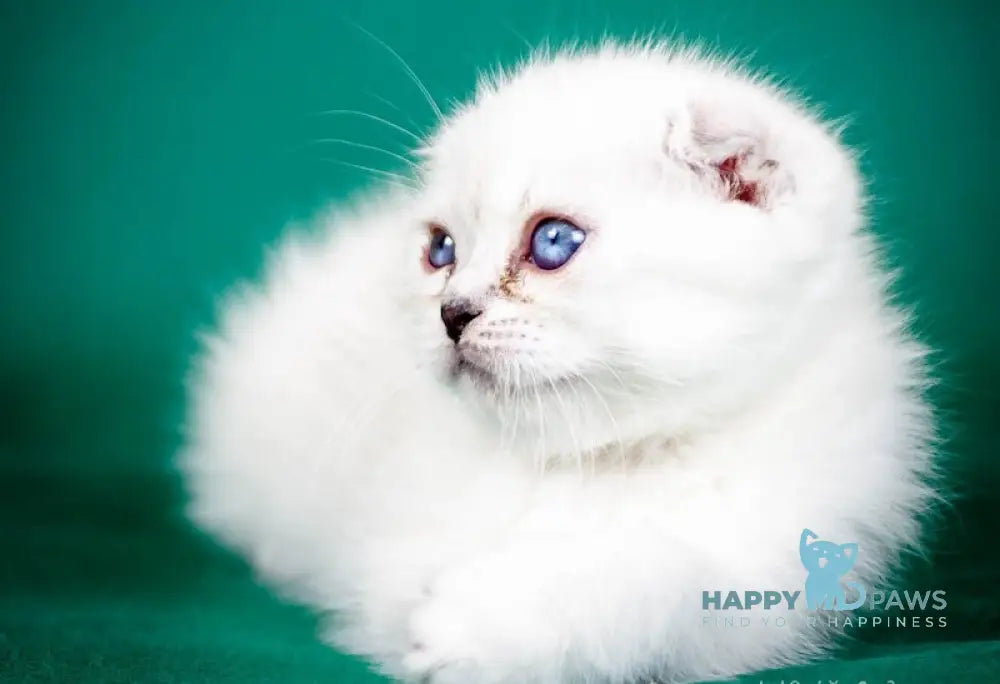 Aleks Scottish Fold male lilac pointed live animals
