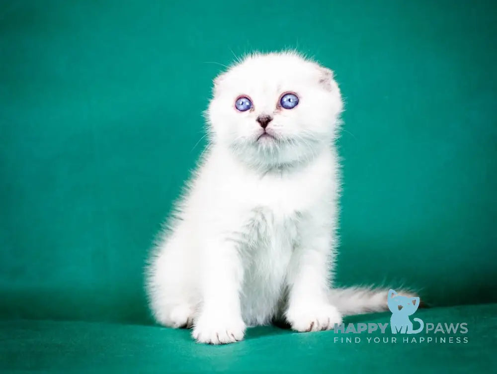 Aleks Scottish Fold male lilac pointed live animals