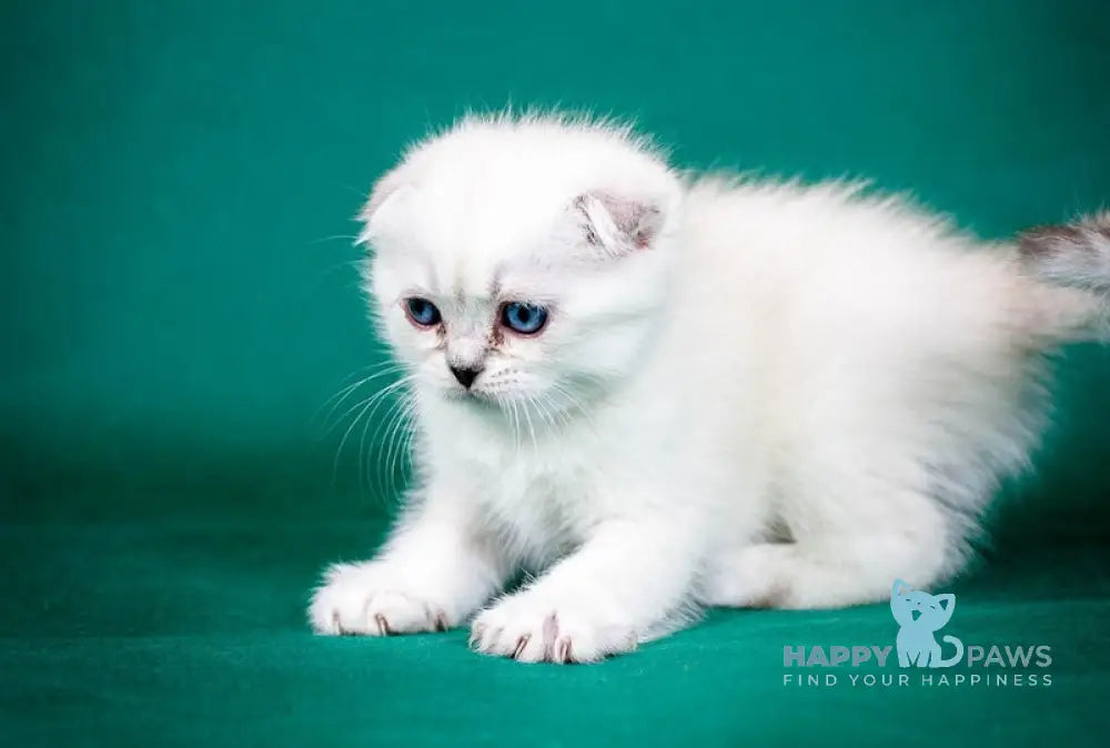 Aleks Scottish Fold male lilac pointed live animals