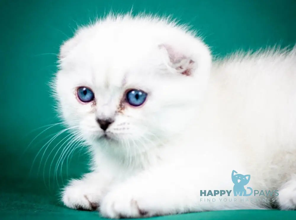 Aleks Scottish Fold male lilac pointed live animals