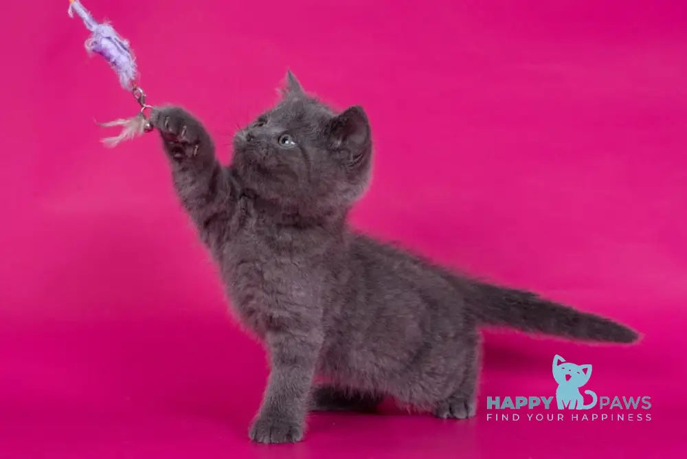 Aleks Scottish Straight male blue live animals