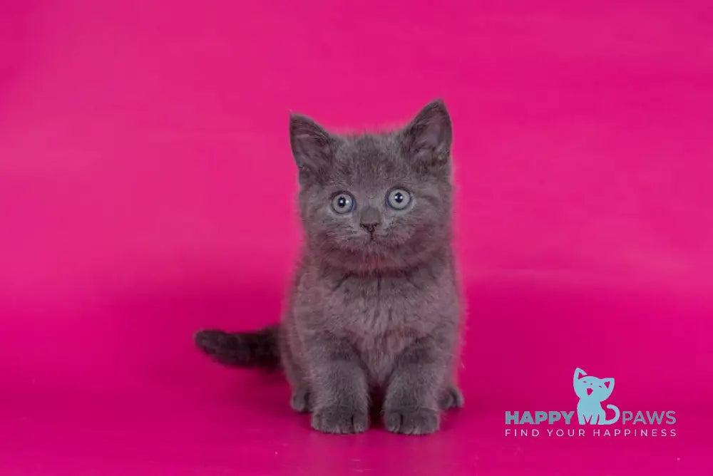 Aleks Scottish Straight male blue live animals