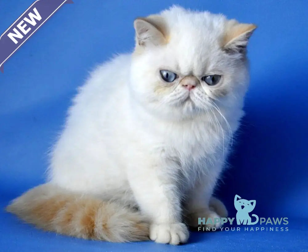 Alen Exotic male red tabby pointed live animals