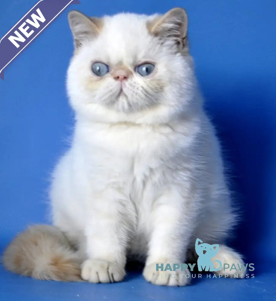 Alen Exotic male red tabby pointed live animals