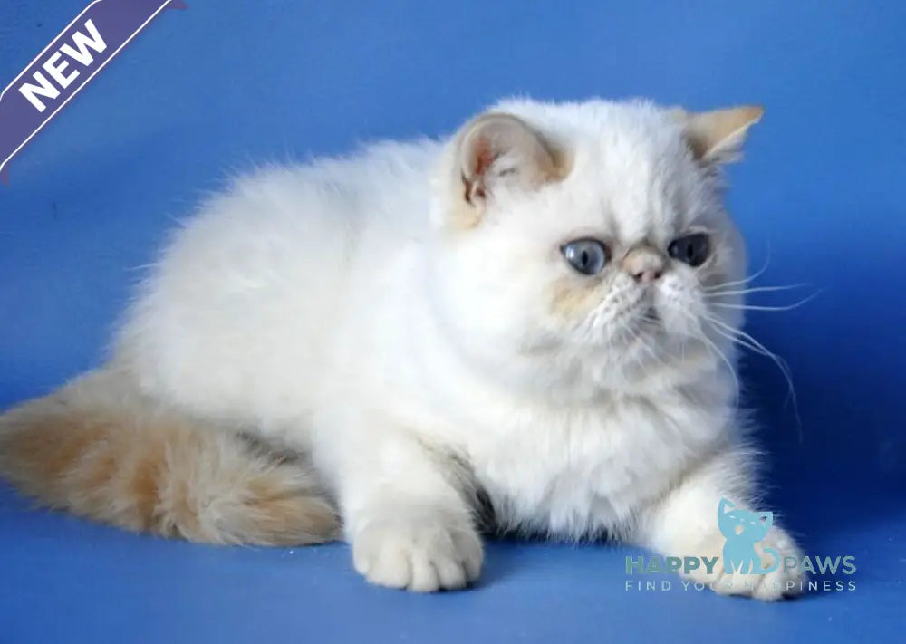 Alen Exotic male red tabby pointed live animals