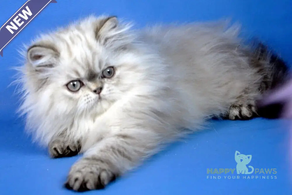 Alen Persian male seal tabby pointed live animals