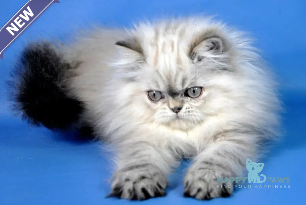 Alen Persian male seal tabby pointed live animals