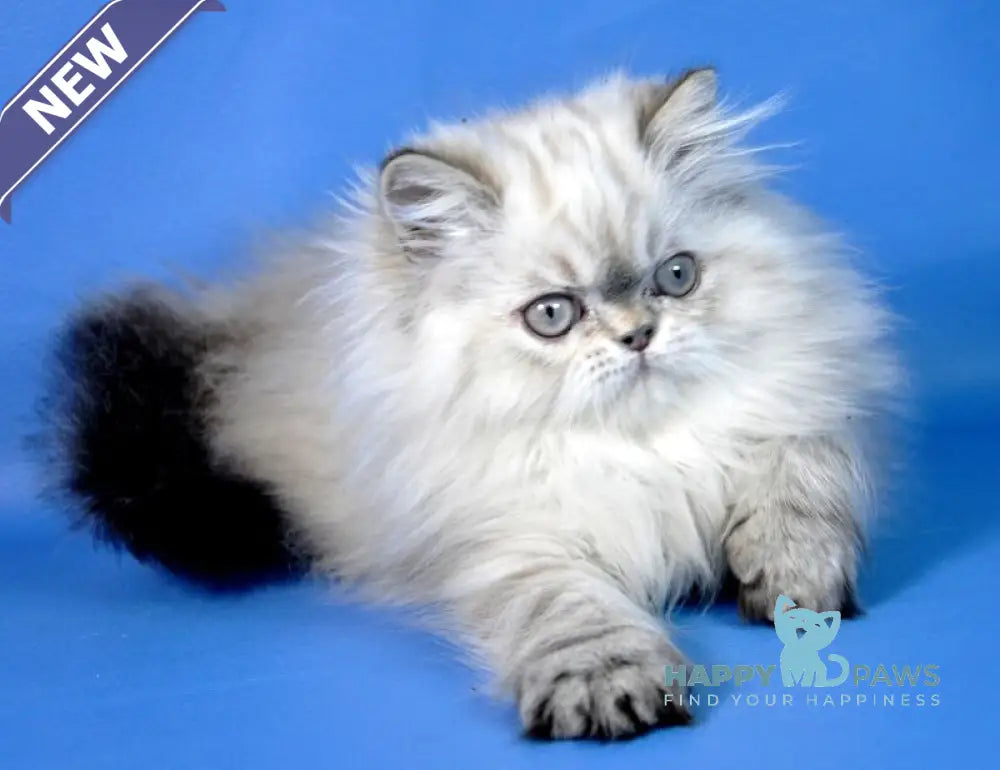 Alen Persian male seal tabby pointed live animals