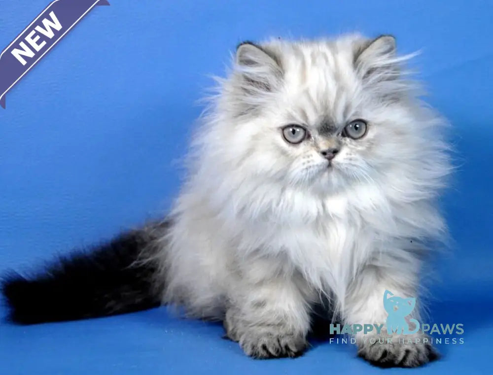 Alen Persian male seal tabby pointed live animals