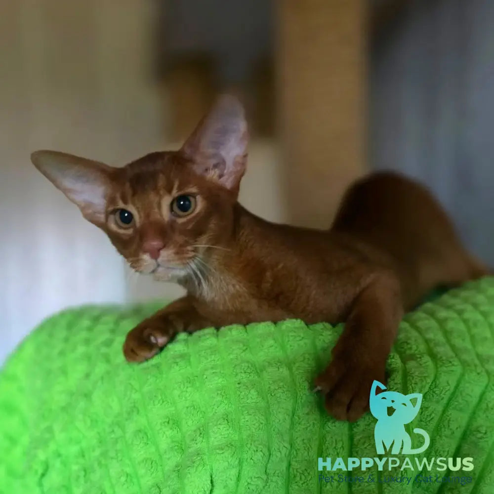 Alex Abyssinian male sorrel - live animals