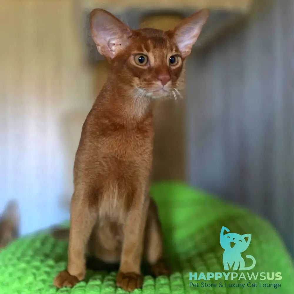 Alex Abyssinian male sorrel - live animals