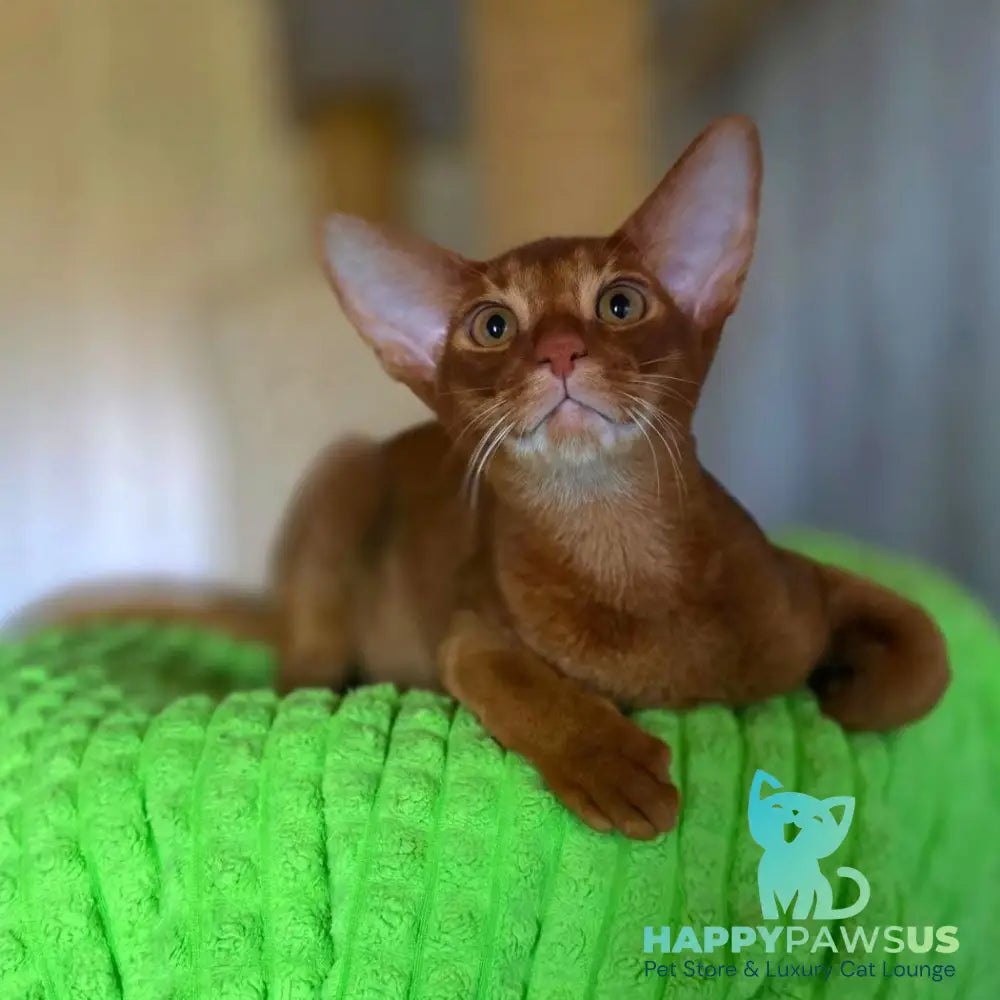 Alex Abyssinian male sorrel - live animals