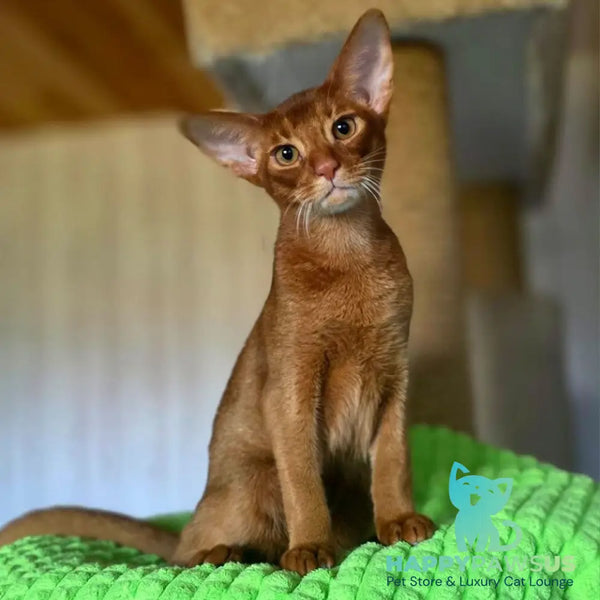 Alex Abyssinian male sorrel - live animals