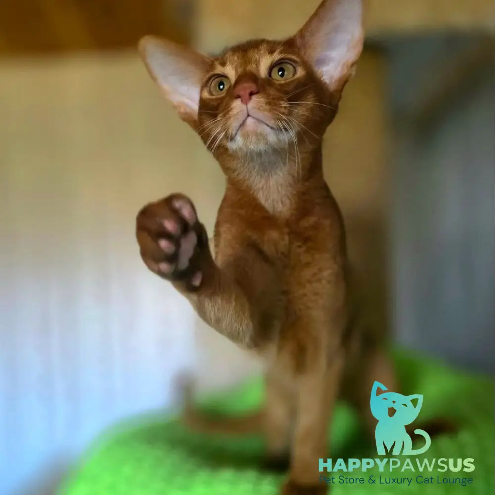 Alex Abyssinian male sorrel - live animals