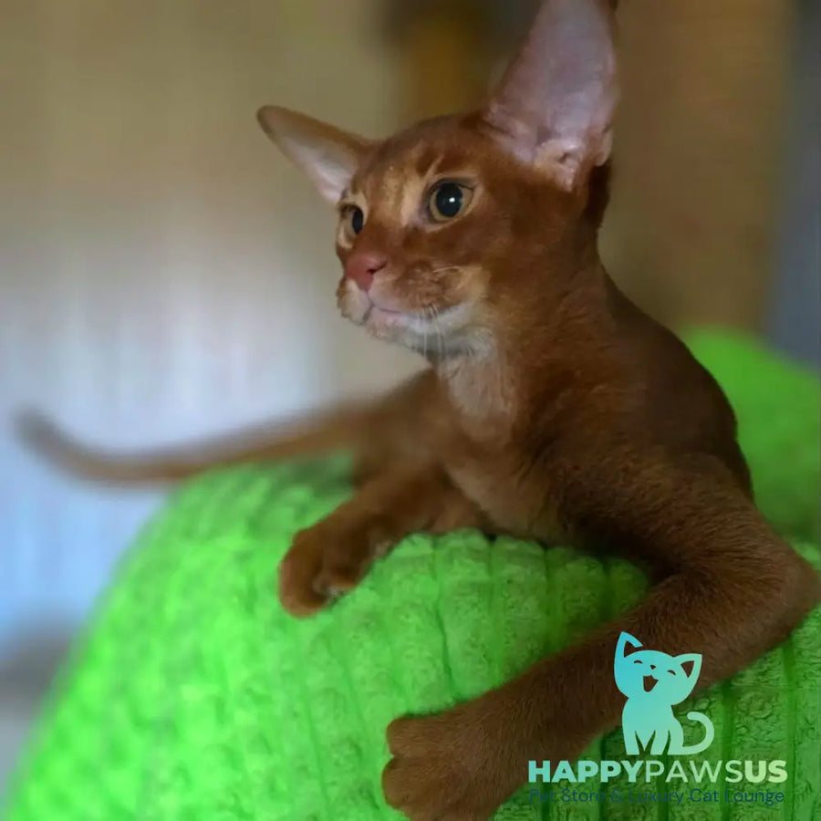 Alex Abyssinian male sorrel - live animals
