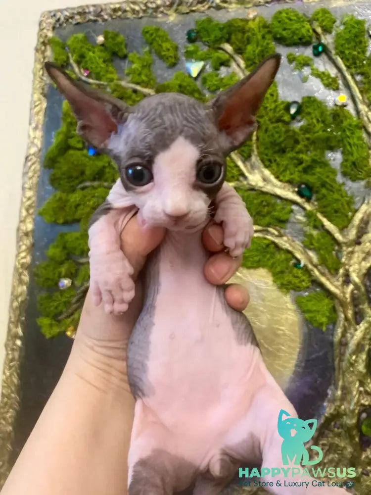 Alex Bambino male bicolour live animals