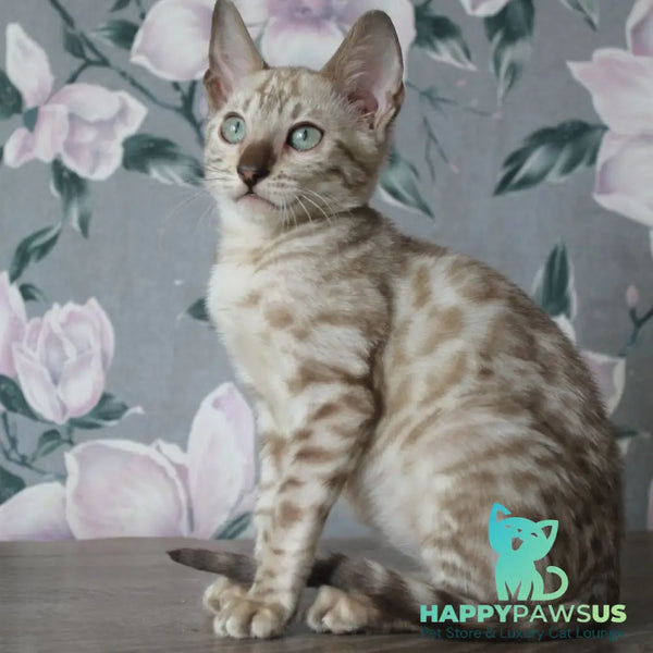 Alex Bengal male black spotted tabby pointed - live animals