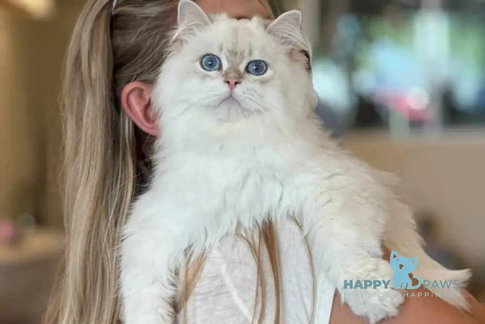 Alex British Longhair male blue golden pointed live animals