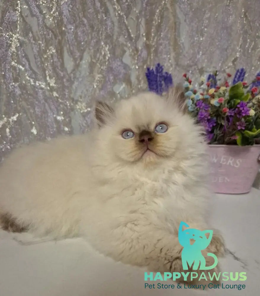 Alex British Longhair male chocolate golden shaded pointed live animals