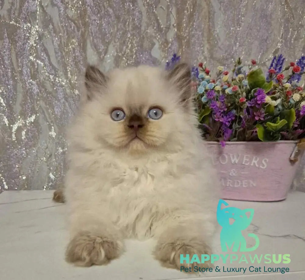 Alex British Longhair male chocolate golden shaded pointed live animals
