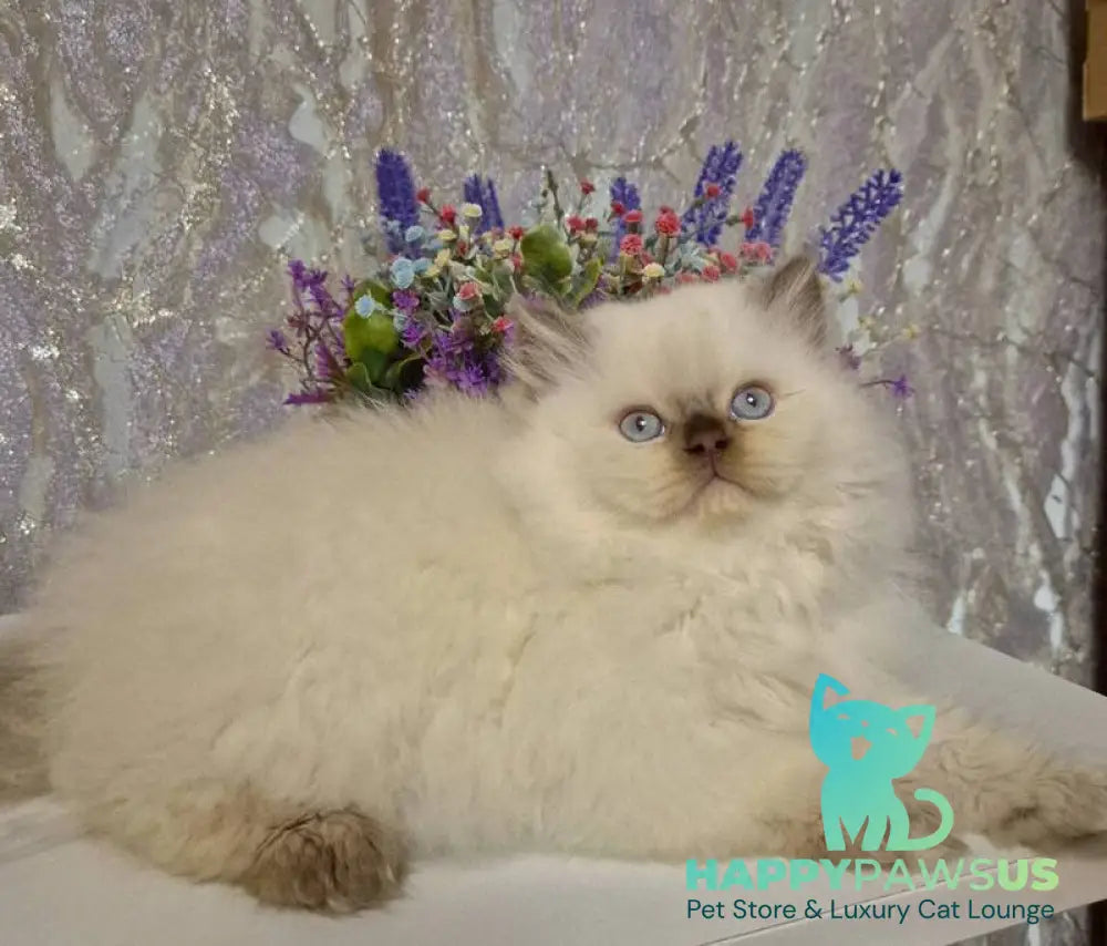 Alex British Longhair male chocolate golden shaded pointed live animals