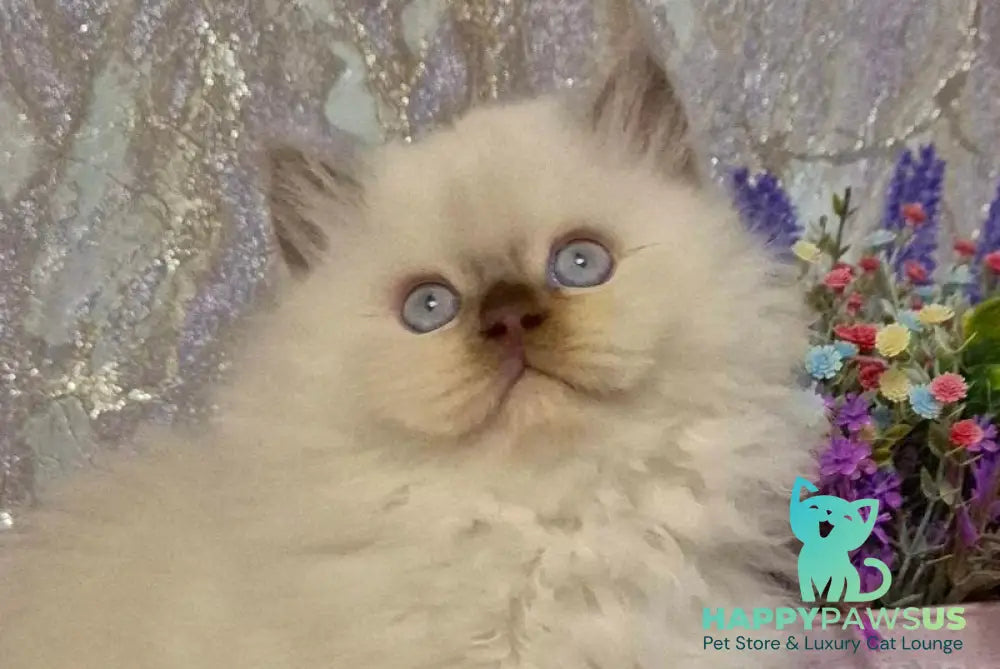 Alex British Longhair male chocolate golden shaded pointed live animals
