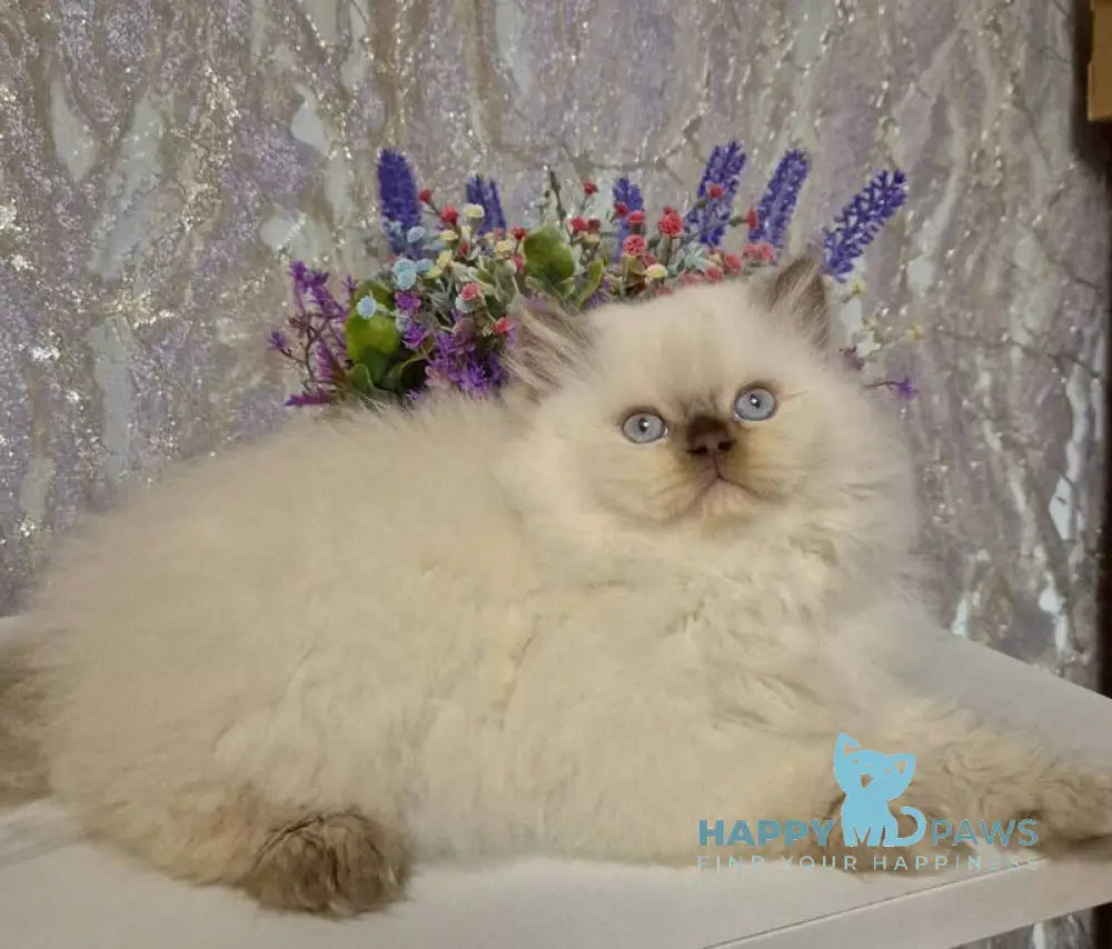 Alex British Longhair male chocolate golden shaded pointed live animals