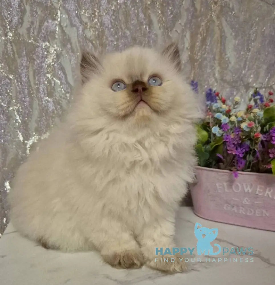 Alex British Longhair male chocolate golden shaded pointed live animals