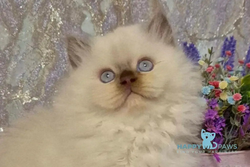 Alex British Longhair male chocolate golden shaded pointed live animals