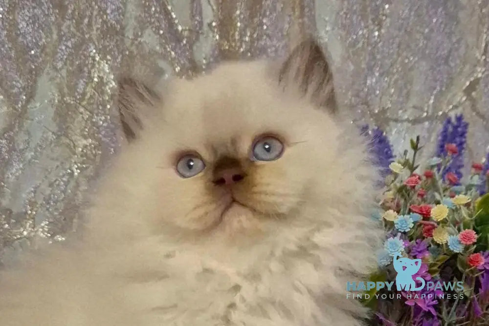 Alex British Longhair male chocolate golden shaded pointed live animals