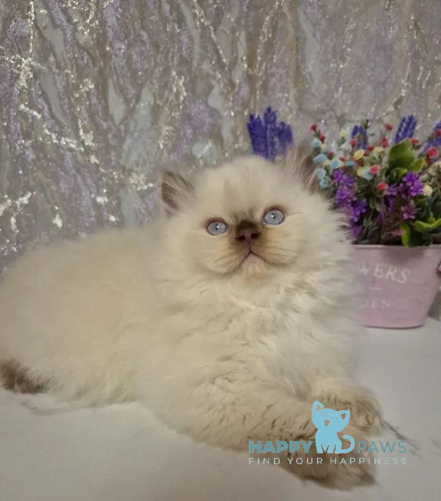 Alex British Longhair male chocolate golden shaded pointed live animals