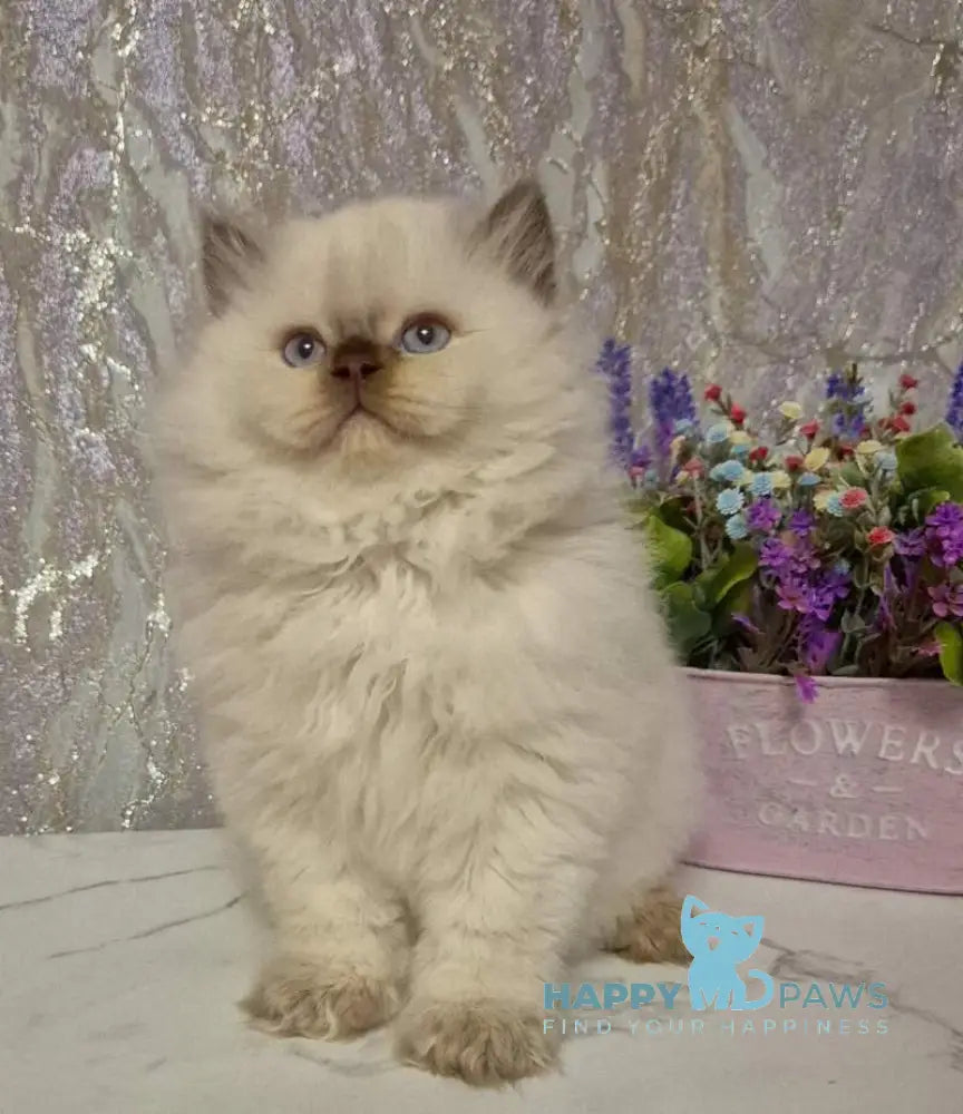 Alex British Longhair male chocolate golden shaded pointed live animals