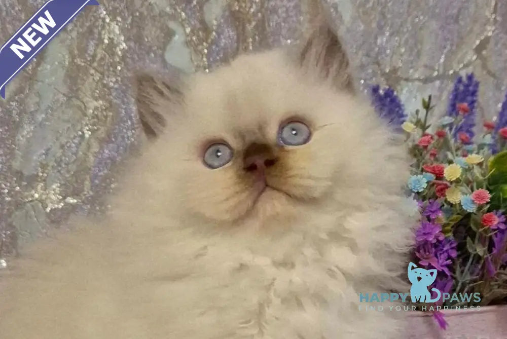 Alex British Longhair male chocolate golden shaded pointed live animals