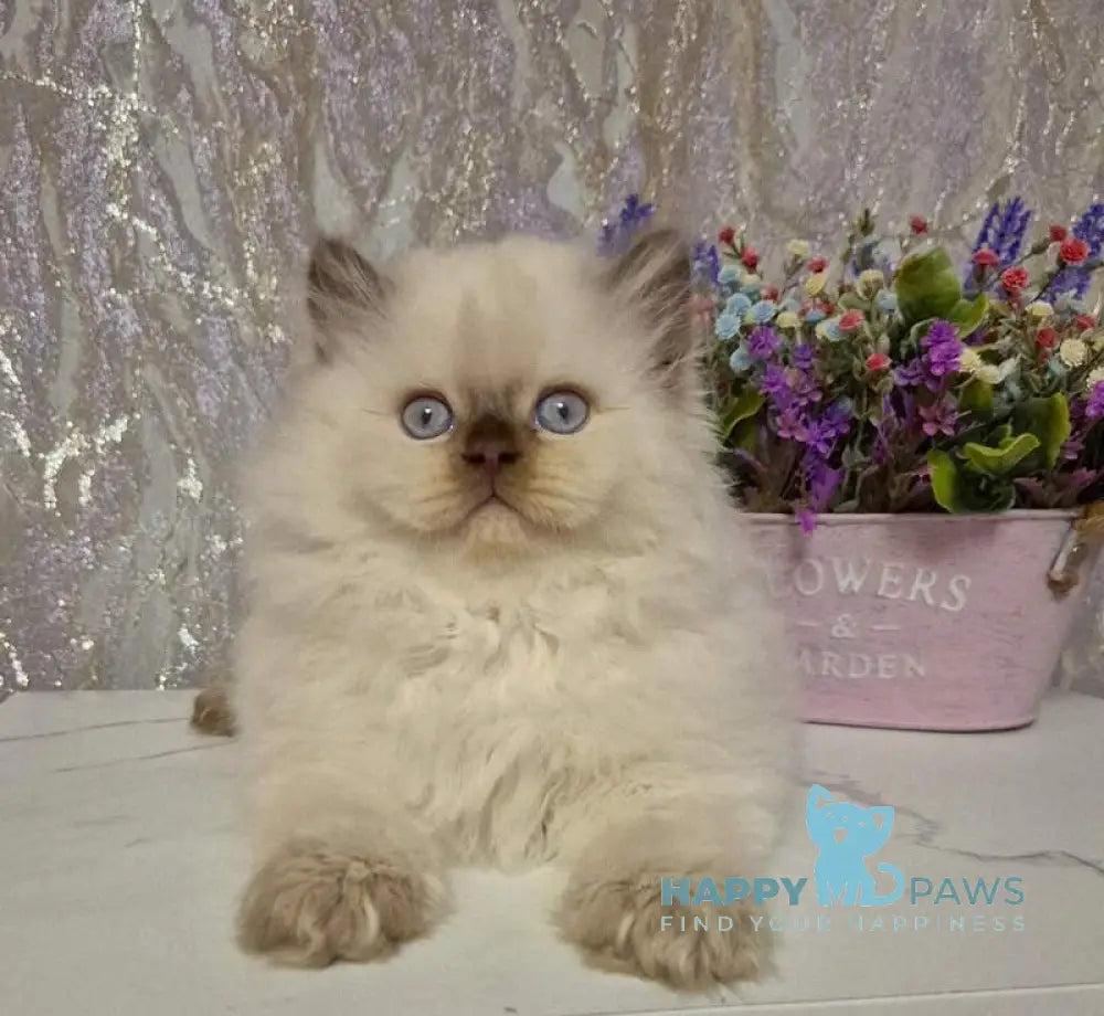 Alex British Longhair male chocolate golden shaded pointed live animals