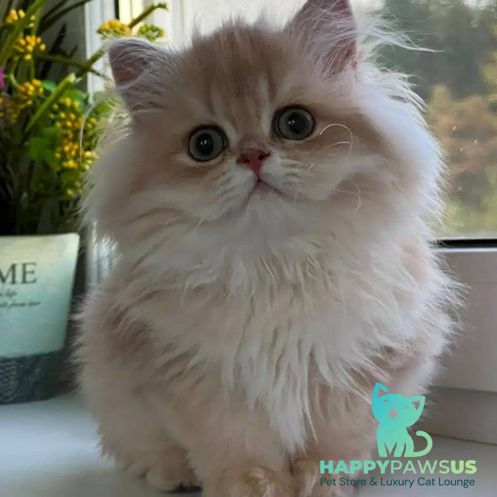 Alex British Longhair male lilac golden shaded - live animals
