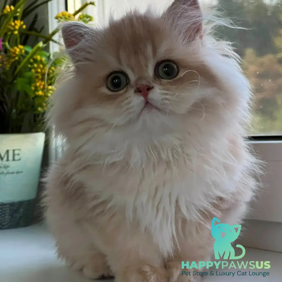 Alex British Longhair male lilac golden shaded - live animals
