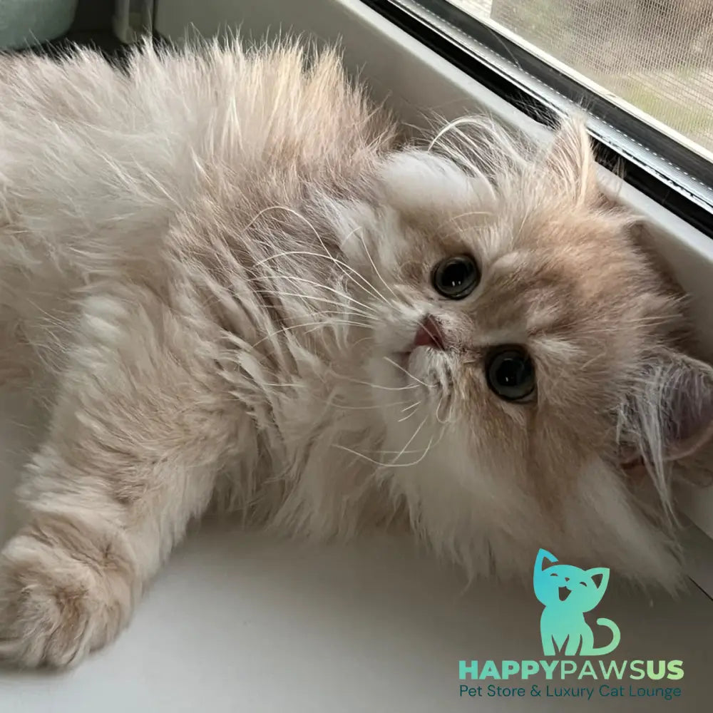 Alex British Longhair male lilac golden shaded - live animals